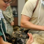 評判なのに利益の出る獣医師、出ない獣医師